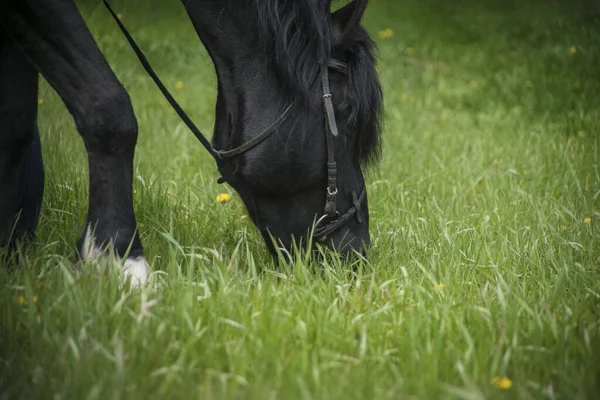 Caballo Negro Con Equipo Roza Verano Come Hierba — Foto de Stock