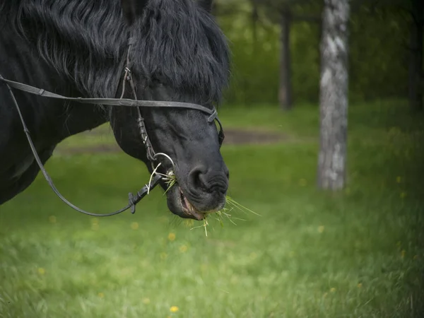 Cheval Noir Avec Une Équipe Broute Été Mange Herbe — Photo