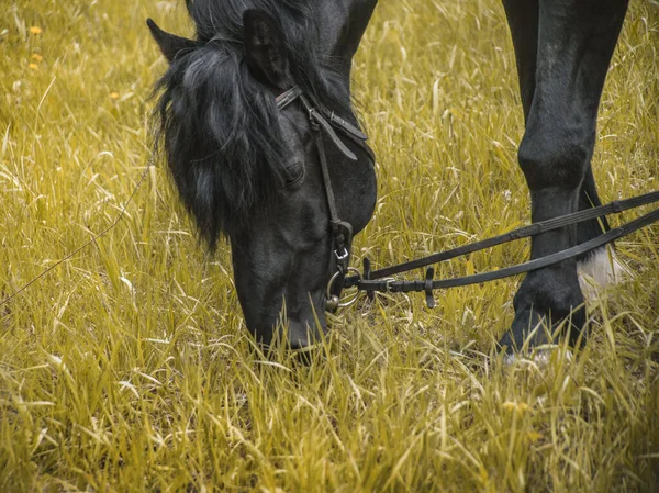 Ein Schwarzes Pferd Mit Gespann Weidet Herbst Und Frisst Gras — Stockfoto