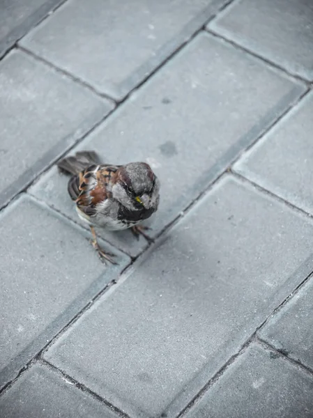 Sparrow Sitting Sidewalk Paving Slabs — Stock Photo, Image