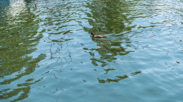Hermosos Patos Nadan Estanque Río Lago Estanque Tarde Verano —  Fotos de Stock