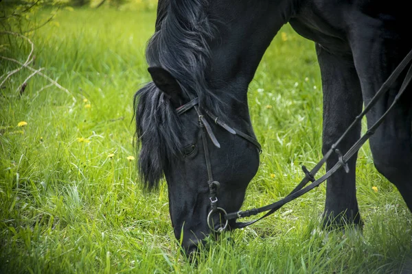 Black Horse Team Grazes Summer Eats Grass — Stock Photo, Image