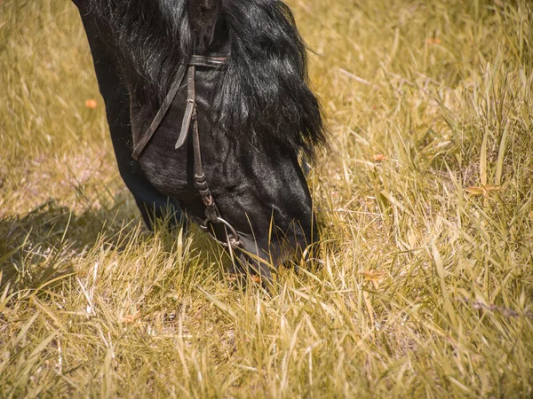 一匹黑马带着一队人吃草 — 图库照片