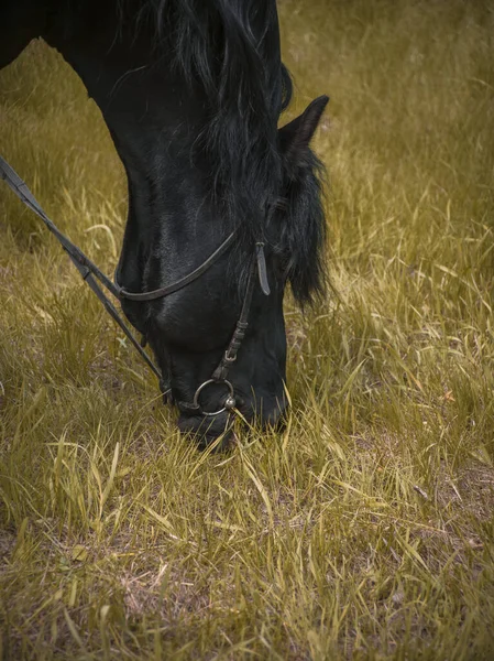 Cavalo Preto Com Uma Equipe Pastora Outono Come Grama — Fotografia de Stock