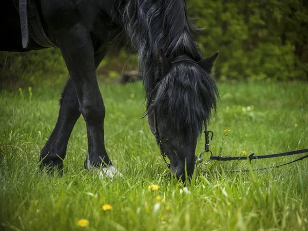一匹黑马和一队人吃草 — 图库照片