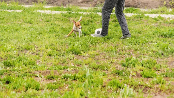 Little White Red Dog Plays Ball Fresh Air Grass — Stock Photo, Image