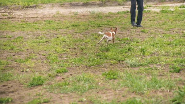 Liten Vit Röd Hund Leker Med Boll Friska Luften Gräset — Stockfoto