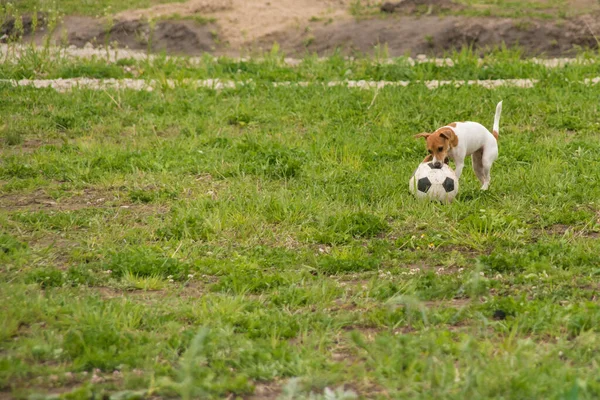 Liten Vit Röd Hund Leker Med Boll Friska Luften Gräset — Stockfoto