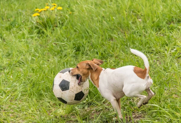 Liten Vit Röd Hund Leker Med Boll Friska Luften Gräset — Stockfoto