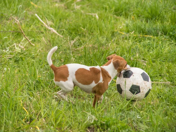 Mały Biało Czerwony Pies Bawi Się Piłką Świeżym Powietrzu Trawie — Zdjęcie stockowe