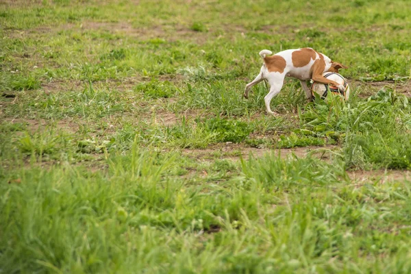 Liten Vit Röd Hund Leker Med Boll Friska Luften Gräset — Stockfoto