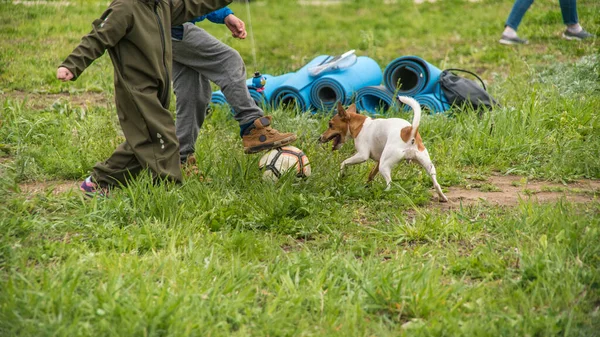 Cagnolino Bianco Rosso Gioca Con Una Palla All Aria Aperta — Foto Stock