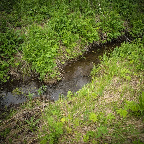 Hermoso Arroyo Que Fluye Entre Hierba Verde Verano — Foto de Stock