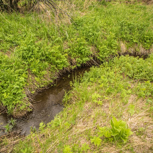 Hermoso Arroyo Que Fluye Entre Hierba Verde Verano — Foto de Stock