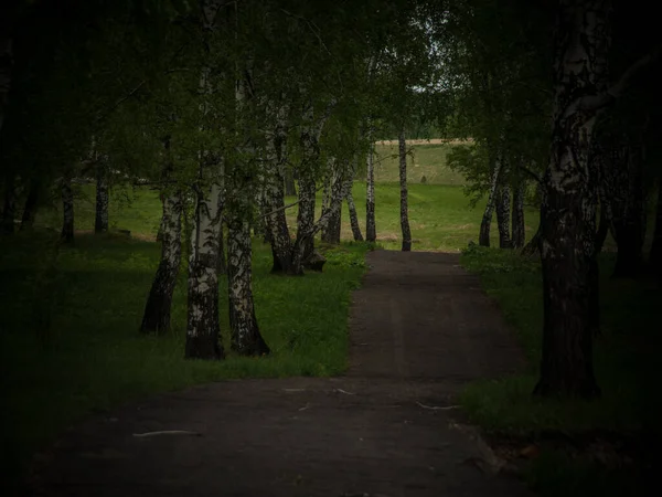 Hermoso Paisaje Paisaje Bosque Abedul Prado Con Campo Con Una — Foto de Stock