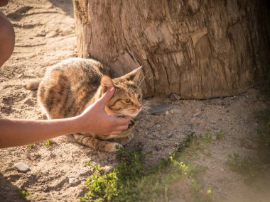Güzel kırmızı, karışık ve plastik bir kedi Sabah veya akşam güneşinin sıcacık renklerinde tasması olan