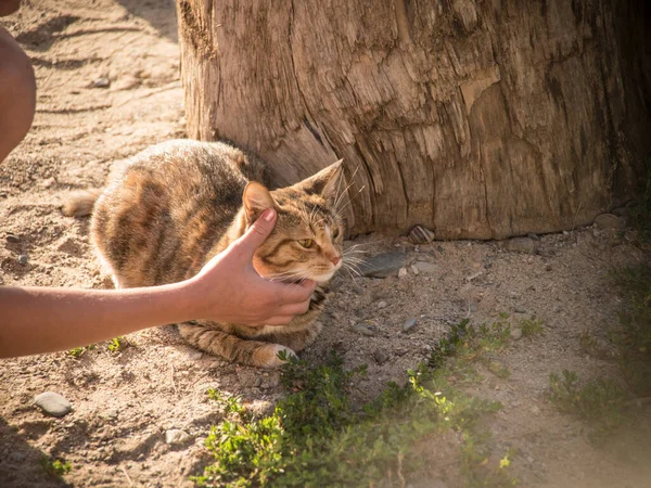 Vacker Röd Brokig Och Plast Katt Med Krage Varma Färgerna — Stockfoto