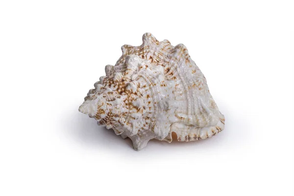 Beautiful Sea Mollusk Shell Chitin Shell Large Shell Cockleshell White — Stock Photo, Image