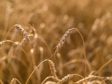 Olgun ve olgun buğday ya da çavdar tarlasında da güzel bir manzara mevcuttur..