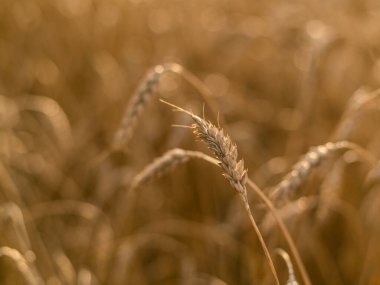 Olgun ve olgun buğday ya da çavdar tarlasında da güzel bir manzara mevcuttur..