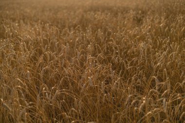 Olgun ve olgun buğday ya da çavdar tarlasında da güzel bir manzara mevcuttur..
