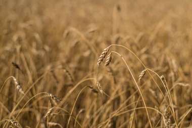 Olgun ve olgun buğday ya da çavdar tarlasında da güzel bir manzara mevcuttur..
