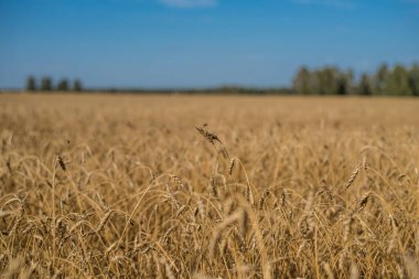 Olgun ve olgun buğday ya da çavdar tarlasında güzel manzara ve manzara, yaz ya da sonbahar, öğleden sonra mavi gökyüzü.