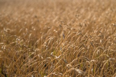 Olgun ve olgun buğday ya da çavdar tarlasında da güzel bir manzara mevcuttur..
