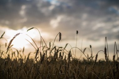 Olgun ve olgun buğday ya da çavdar tarlasında güzel bir manzara, yaz ya da sonbahar, akşam ya da sabah bulutlu bir gökyüzü.