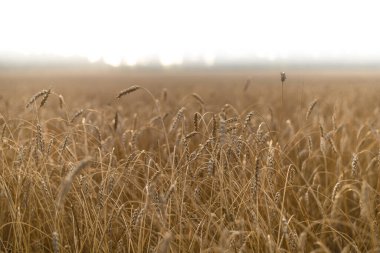 Olgun ve olgun buğday ya da çavdar tarlasında güzel bir manzara ve manzara, yazın ya da sonbaharda, öğleden sonra gökyüzünde.