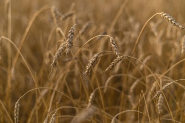 Olgun ve olgun buğday ya da çavdar tarlasında da güzel bir manzara mevcuttur..