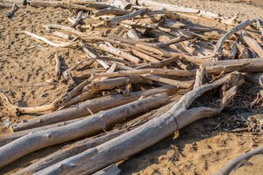 Güneşli bir yaz gününde kumsalda kuru gövdeler ve ağaç dalları.
