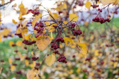 Doğanın güzel manzarası, sonbahar yaprakları, yaban mersinleri, bir sonbahar günü gökyüzüne karşı dallar..