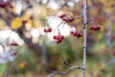 Doğanın güzel manzarası, sonbahar yaprakları, yaban mersinleri, bir sonbahar günü gökyüzüne karşı dallar..