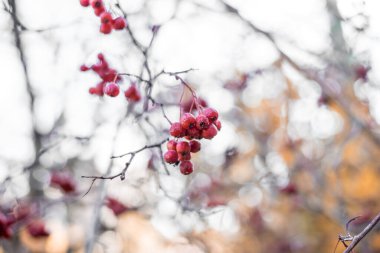 Doğanın güzel manzarası, sonbahar yaprakları, yaban mersinleri, bir sonbahar günü gökyüzüne karşı dallar..
