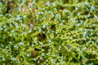 Tarlalarda güzel kır çiçekleri Bir yaz günü yakın bir açıyla.
