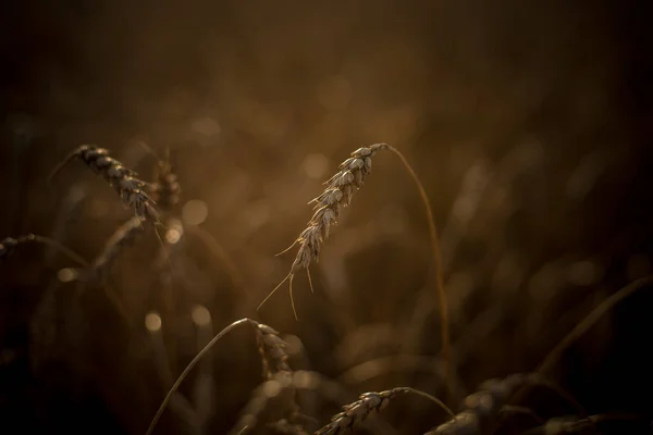 Красивый Вид Открывается Поле Созревшей Спелой Пшеницы Ржи Близкого Расстояния — стоковое фото
