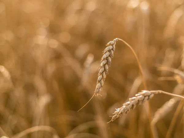Olgun Olgun Buğday Çavdar Tarlasında Güzel Bir Manzara Mevcuttur — Stok fotoğraf
