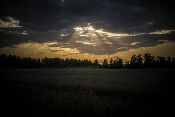 Vacker Utsikt Och Landskap Ett Fält Moget Och Moget Vete — Stockfoto