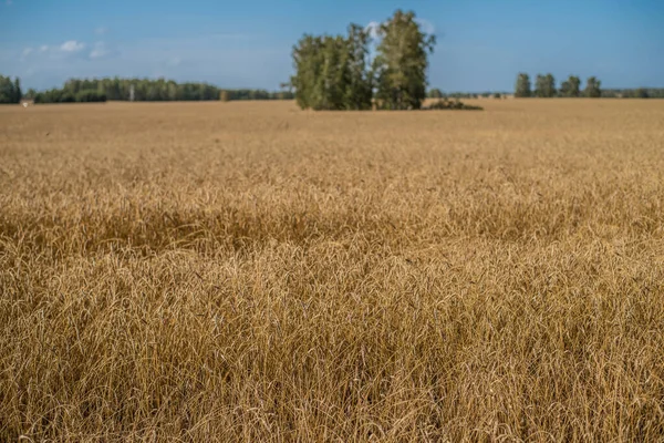 Beautiful View Landscape Field Ripened Ripe Wheat Rye Summer Autumn — Stock Photo, Image