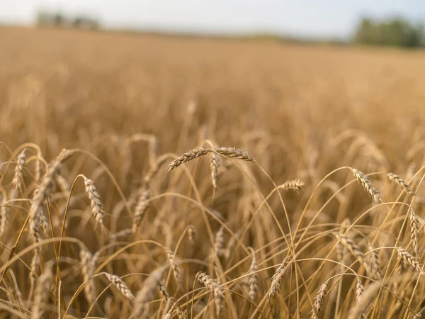 Bella Vista Paesaggio Campo Grano Maturo Maturo Segale Estate Autunno — Foto Stock