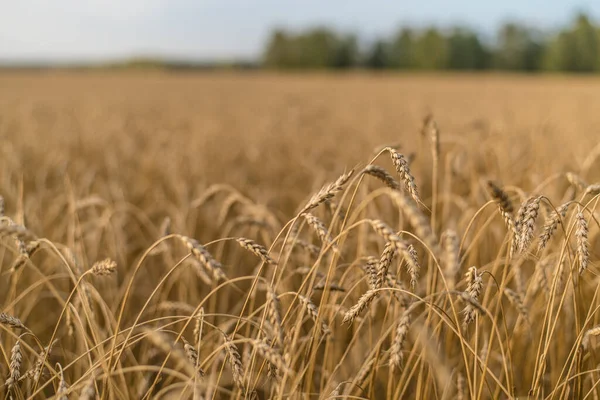 Vacker Utsikt Och Landskap Ett Fält Moget Och Moget Vete — Stockfoto