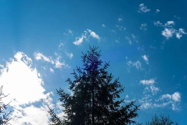 午後には針葉樹の孤独なトップ トウヒの美しい景色 — ストック写真
