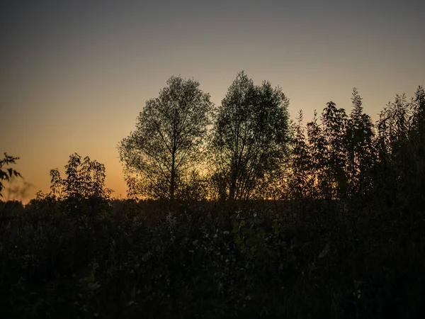 Gyönyörű Kilátás Táj Sötét Természet Erdő Este Vagy Reggel Naplementekor — Stock Fotó
