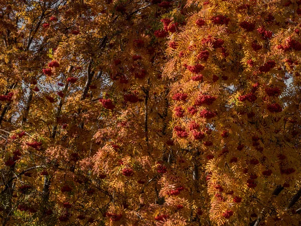 Bela Vista Natureza Folhas Outono Bagas Rowan Ramos Dia Outono — Fotografia de Stock