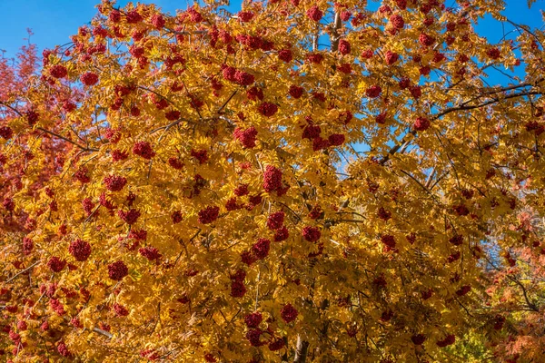 Schöne Aussicht Auf Die Natur Herbstblätter Vogelbeeren Zweige Einem Herbsttag — Stockfoto