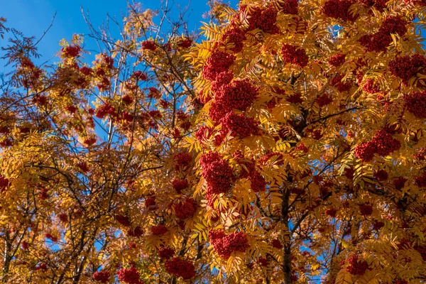 Schöne Aussicht Auf Die Natur Herbstblätter Vogelbeeren Zweige Einem Herbsttag — Stockfoto