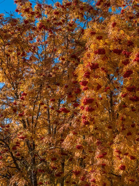 Schöne Aussicht Auf Die Natur Herbstblätter Vogelbeeren Zweige Einem Herbsttag — Stockfoto