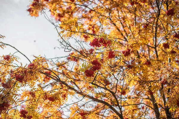 Beautiful View Nature Autumn Leaves Rowan Berries Branches Autumn Day — Stock Photo, Image