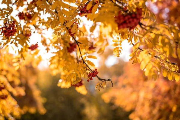 Schöne Aussicht Auf Die Natur Herbstblätter Vogelbeeren Zweige Einem Herbsttag — Stockfoto